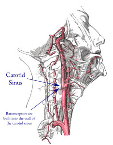 carotid-sinus-and-baroreceptors